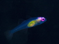   Translucent juvenile fish around cm 12 1/2") 12") 2")  